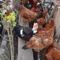 تعدادی مرغ محلی بفروش میرسدوتعدادی جوجه برهماوگلین|حیوانات مزرعه|بندر انزلی, متروپل|دیوار