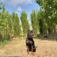 سگ روت وایلر خالص