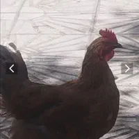 غاز نر ‌ماده،اردک ماده،مرغ و خروس