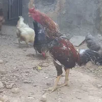 خروس لاری افغان اصل