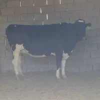 گاو چاق