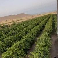 غوره|خوردنی و آشامیدنی|اسلامآباد غرب, |دیوار