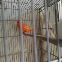 قناری ماده قرمزرنگ طبیعی واصل