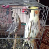 عروس هلندی