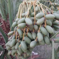 اجاره دادن نخل خرما