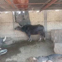 گامیش شعیبیه
