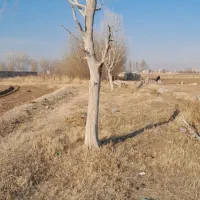 زمین زراعی  در شهر کلوانق