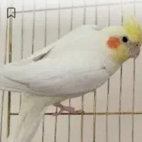 عروس هلندی فروشی