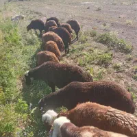 بره نر درجه یک