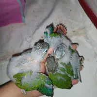 گیرنچیک سرلاکی