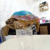 مجسمه لاکپشت