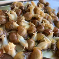 حلزون اچاتینا آلبینو۴ماهه ارسال رایگان۵جفت به بالا