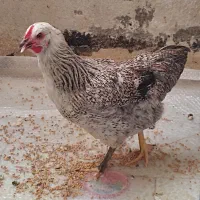 مرغ