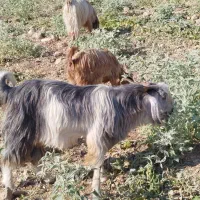چپش