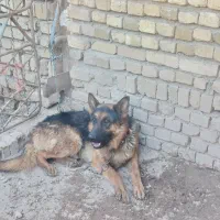 سگ نگهبان