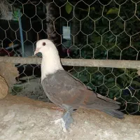 طوقی