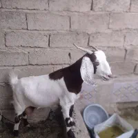 دوعدد بز مادده