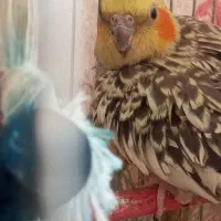 پرورش عروس هلندی