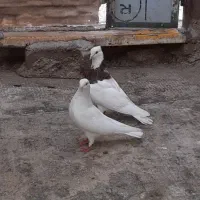 کبوتر