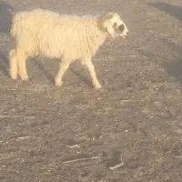 گوسفند