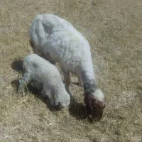میش بره