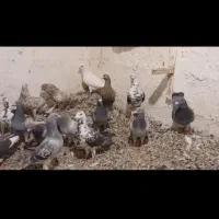 ۲۰تا پلاکی