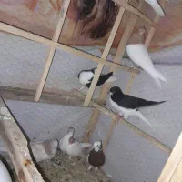 کفتر  یا کبوتر