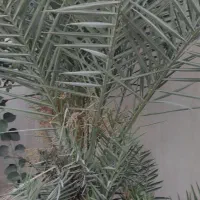 پاجوش نخل