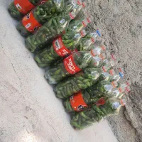 خیارشور