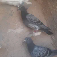 جوجه پلاکی