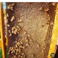 عسل طبیعی کنار