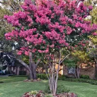 گل کاری هرس تعویض خاک باغچه