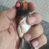 فنچ کینگ|پرنده|شیراز, تندگویان|دیوار