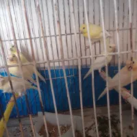 ۸عدد جوجه قناری
