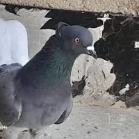 کبوتر پرشی