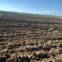 زمین کشاورزی دیم