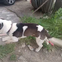 سگ پیتبول تریر