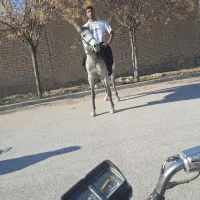 اسب ۶ ساله و کره یک ساله