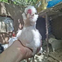 جوجه خروس گلین