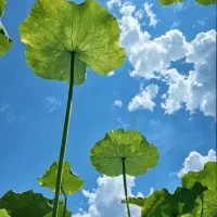 طبیعت گردی