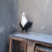 کلاغ کاکلی سیاه واکسی ماده جوانه