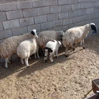 میش زاییده جوان