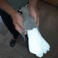 ماده سنجابی دم سفید