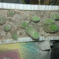 کاکتوس