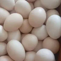 تخم مرغ محلی نطفه دار
