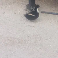 غاز و مرغابی ۰معامله با مرغ