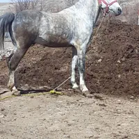 اسب نریان کرد  یورقه سرعت بالا