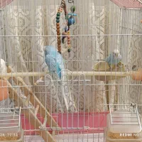مرغ عشق