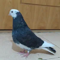 کبوتر شازده نر مست