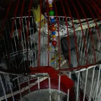 یک جفت عروس هلندی باقفس